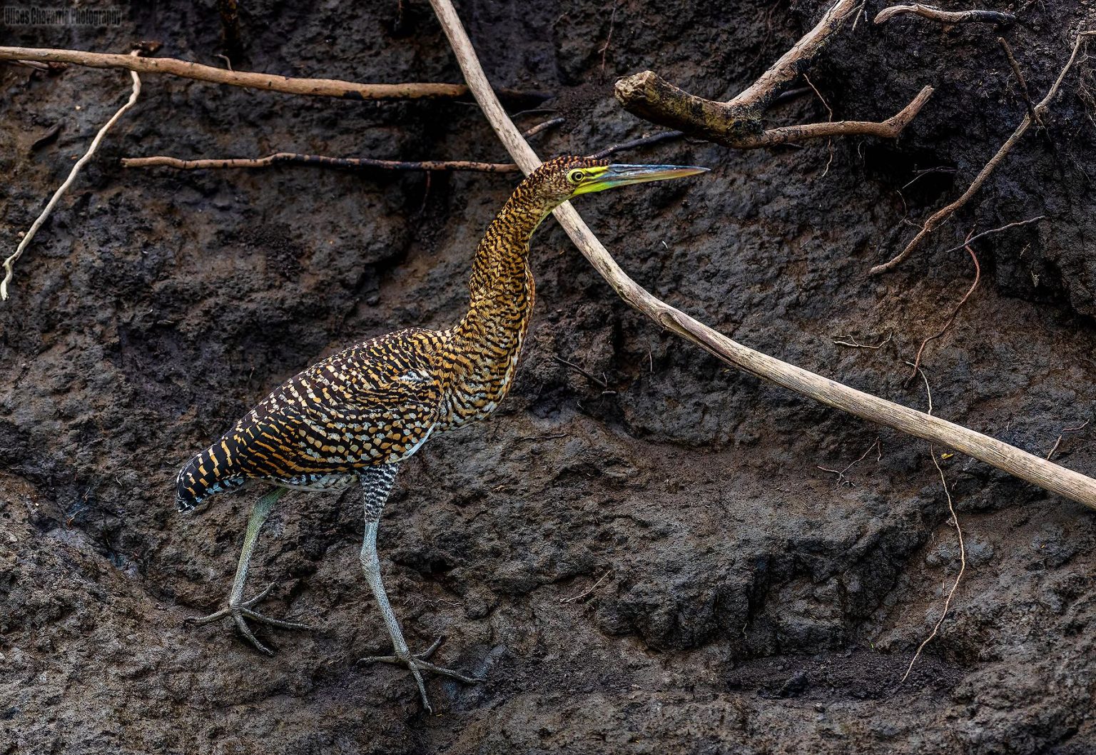 Palo Verde Boa