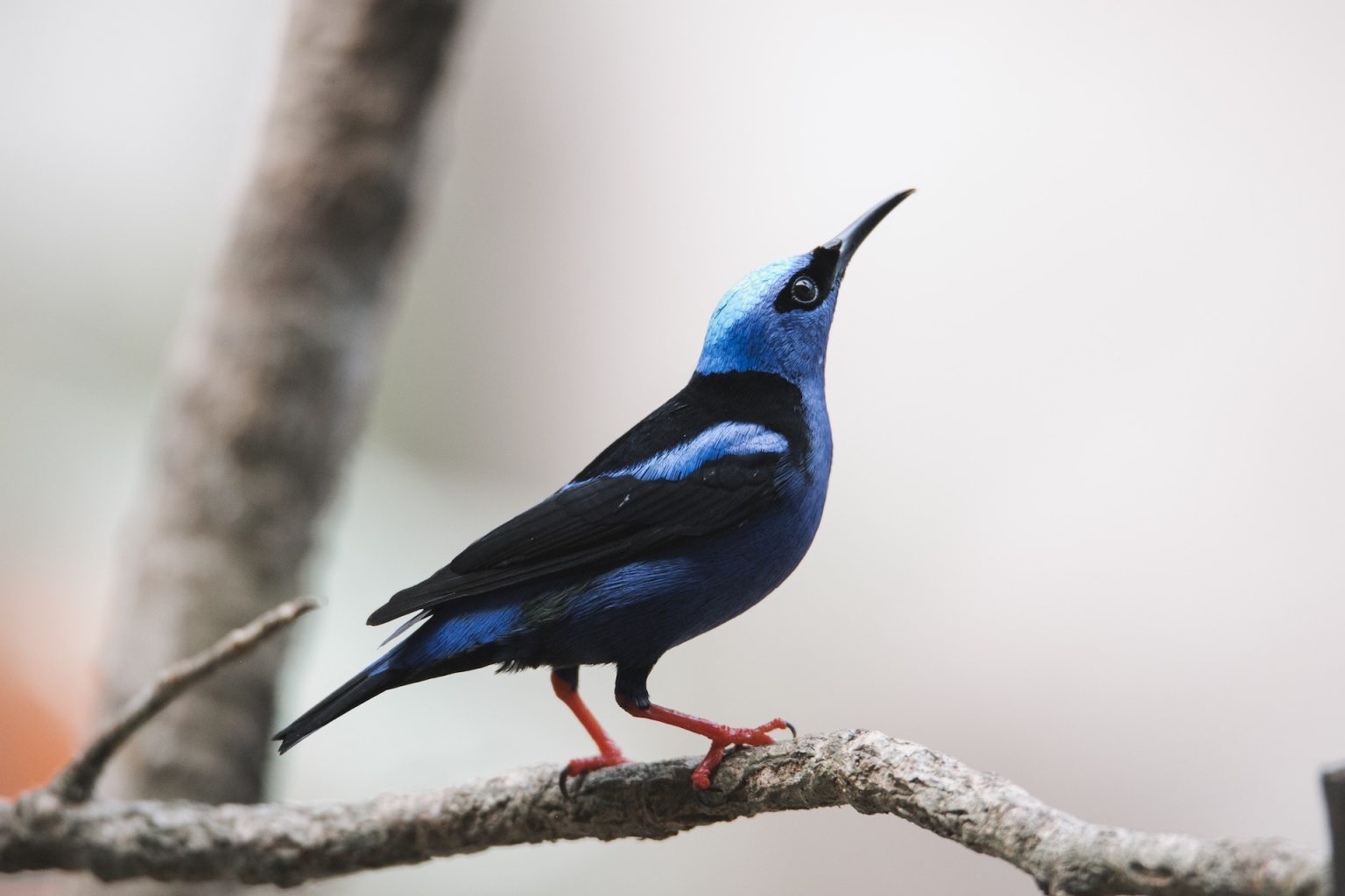 Private Birdwatching Wetlands & Hacienda Guanacaste Style M&