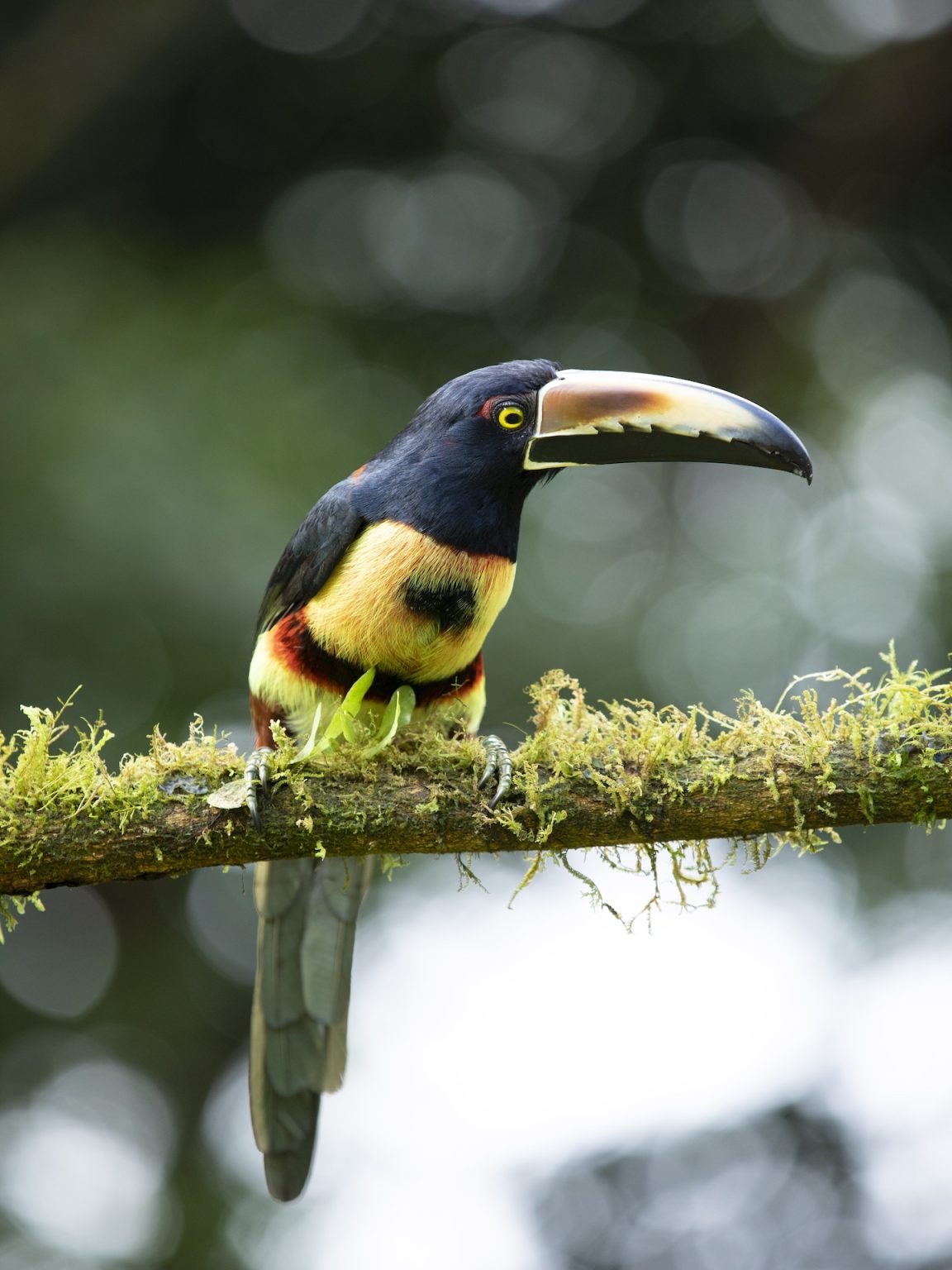 Private Birdwatching Wetlands & Hacienda Guanacaste Style M2