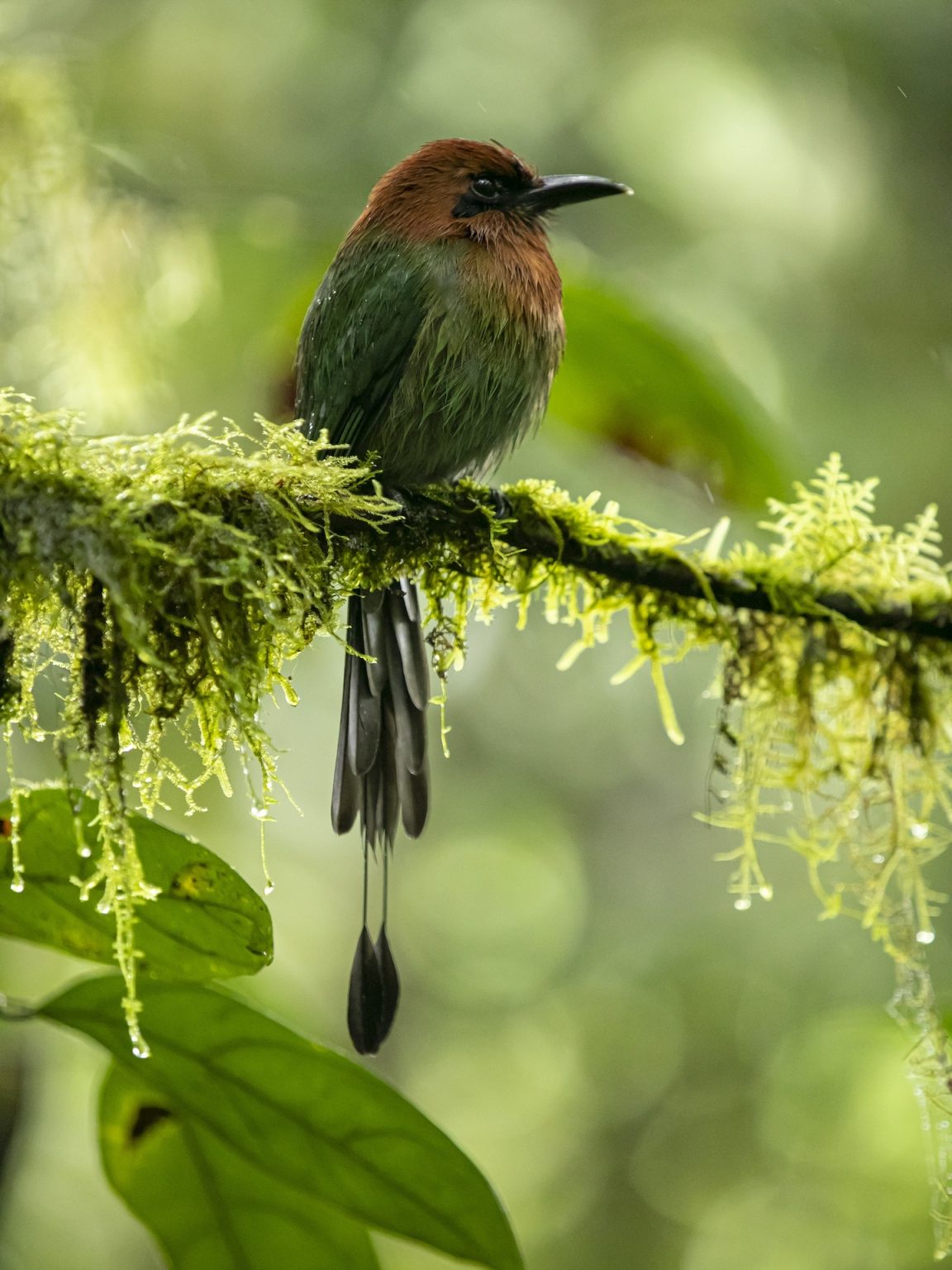 Private Birdwatching Wetlands & Hacienda Guanacaste Style M3