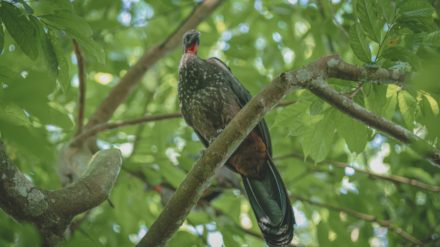 Private Birdwatching Wetlands & Hacienda Guanacaste Style M4
