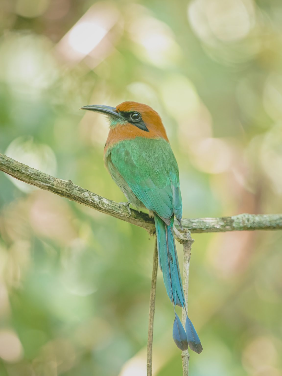 Private Birdwatching Wetlands & Hacienda Guanacaste Style M5