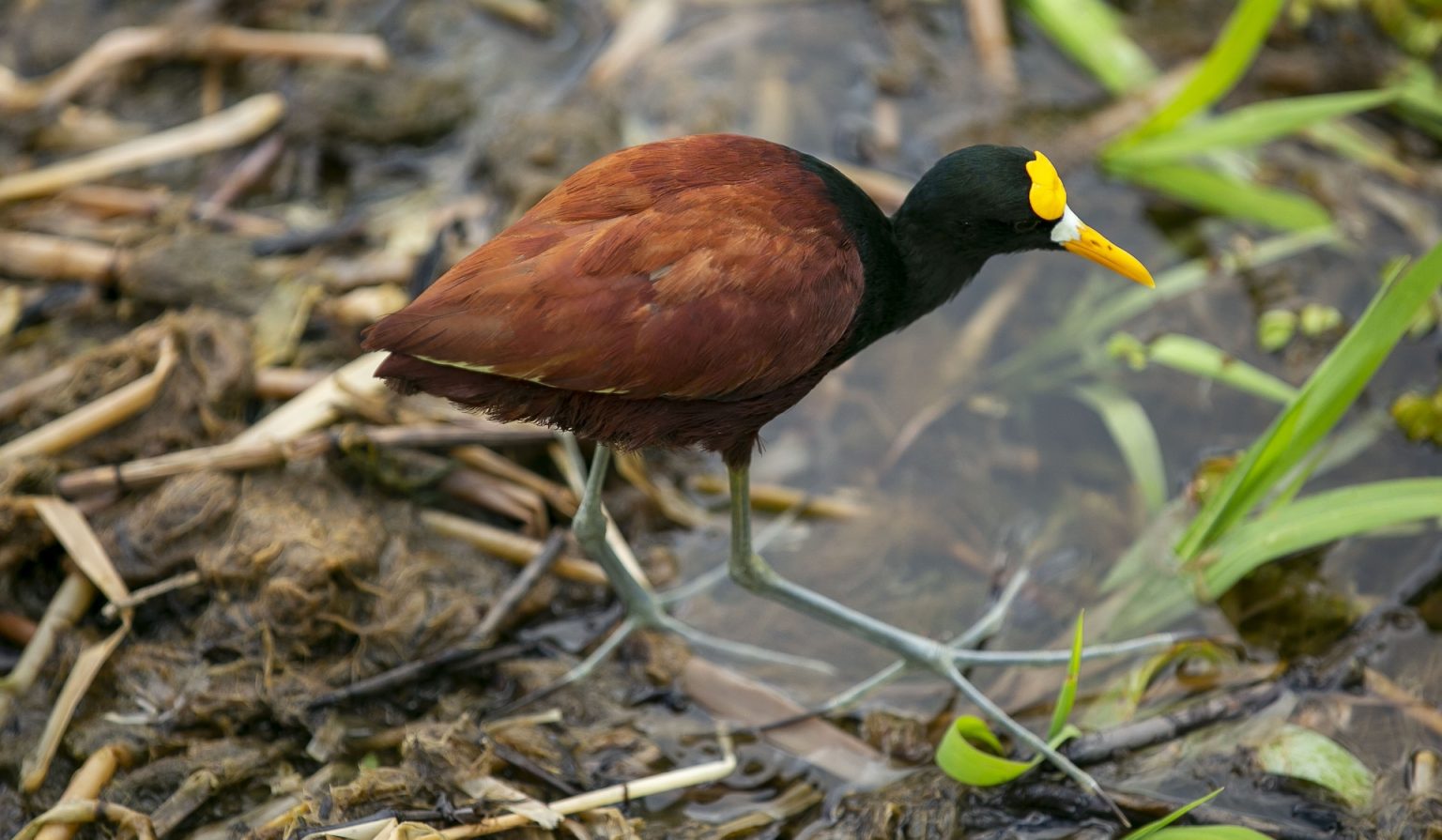Private Birdwatching Wetlands & Hacienda Guanacaste Style M7