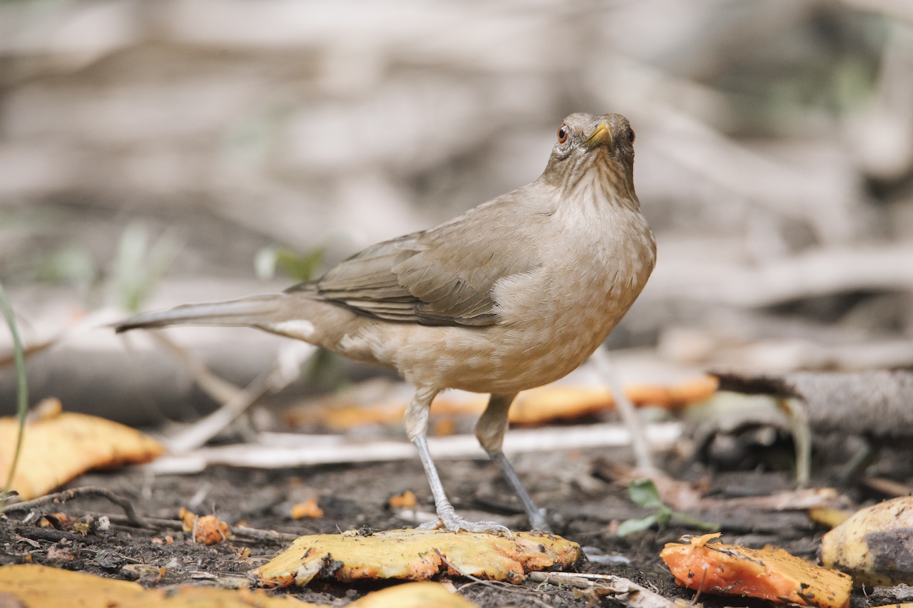 Private Birdwatching Wetlands & Hacienda Guanacaste Style M8