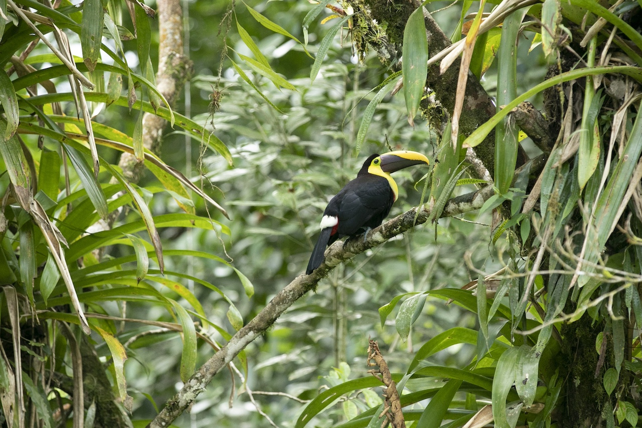 Private Birdwatching Wetlands & Hacienda Guanacaste Style M9