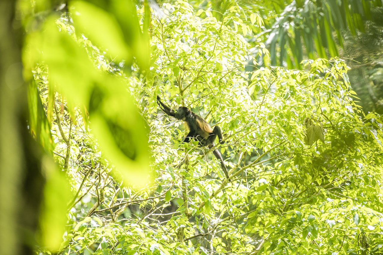 Private Safari Float on the Corobicí River & Llanos de Cortés Waterfall M1